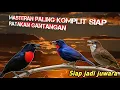 Download Lagu MASTERAN JUARA NASIONAL 2025 !!! MASTERAN TEMBAKAN RAPAT MASTERAN BURUNG LOMBA FULL boncos