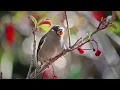 Relaxing Forest Bird Sounds 🌿 Robins & Starlings | Sleep & Focus 🌿 24 Hours