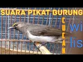 Download Lagu Suara pikat burung cicak wilis