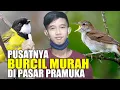 Download Lagu SURVEY HARGA Sikatan Londo Lokal, Tesia Jawa, Bimoli, Pleci Gunung Karang, Trucuk, DLL Di Kios Bejo