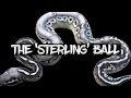 The Sterling Ball Python