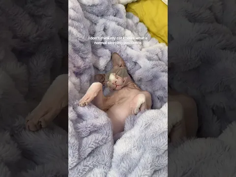 Is this normal? #sphynx #pets #cats #shorts