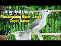 Download Lagu Terapi Burung Opior Jawa Bahan | burung opior jawa gacor | opior gacor