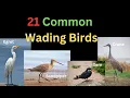 21 Common Wading Birds - With Differences Birds With Long Legs and Bills