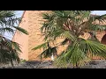 Centralia Palms 1 - Trachy s Casa Ramos 2021