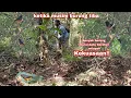 Download Lagu di atas Nalar!!! Murai batu liar ini bertarung didepan mata saya berebut lokasi