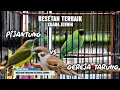 Download Lagu MASTERAN PIJANTUNG VS GEREJA TARUNG ‼️ BESETAN KASAR SUARA JERNIH