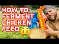 Download Lagu 💥 Cara FERMENTASI Pakan Ayam \u0026 HEMAT BIAYA PAKAN 💰🤑