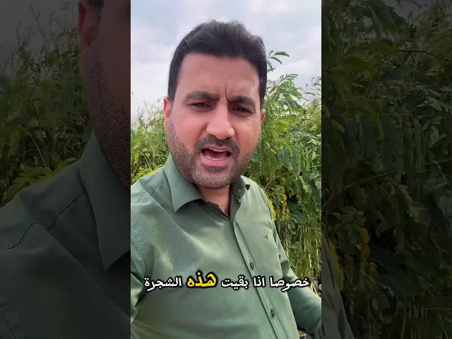 نزرع على حب علي