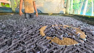 Berbahan Dasar Biji bijian Pemberian Pakan Ikan Lele liar dengan Pakan Terapung
