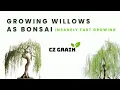 From Cuttings to Bonsai Transform Your Willow Trees FAST