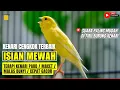 Download Lagu 🔥KENARI GACOR NGEROLL PANJANG! Suara Masteran \u0026 Pancingan Terbaik untuk Kenari Juara! 🎶