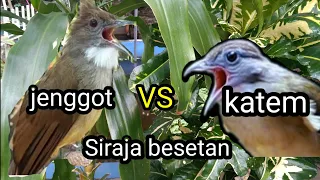 Download Duet pedes/Besetan gak play2/Cucak jenggot vs Kapas tembak MP3