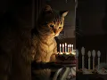 #happybirthday #cat #animals #catintelligence