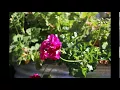 Swaying Flower Gif