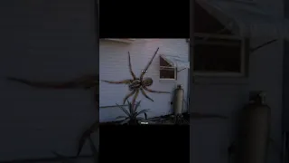 عناكب استراليا History العلم Hevi Xp معلومات عامة Fyp 