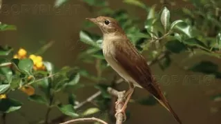 بهترین اهنگ شاد احمد ظاهر ای بلبل خوش پنهان دندنها