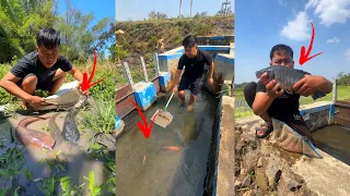 Tujuh Hari Nyeser Ikan Lele Albino Monster Nila Babon Koi Jumbo Dan Gabus Monster 
