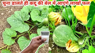 सिर्फ एक चम्मच चुना पूरे पौधे को कद्दू से भर देगा।कद्दू में चूने के फायदे।Top fertilizer for Pumpkin