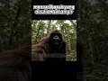 Download Lagu Mencari bapak yang diculik mak lampir #bigfoot #lucu #vlogingshorts #viral #dihutan #maklampir