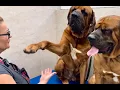 Father Son Tosa Inu - Giant Dog Grooming Transformation