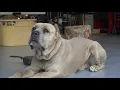 Download Lagu aggressive dog tries to dominate owner for Alpha spot
