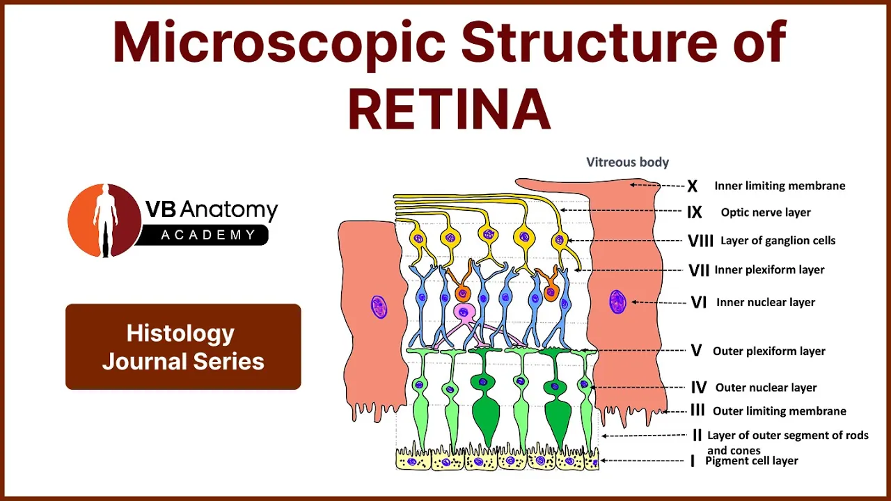 Microscopic structure of Retina