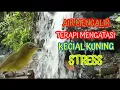 Download Lagu Terapi Air Mengalir Agar Kecial Kuning Makin Ngejos