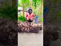 Download Lagu Chú chó thương nhảy cao - Cute jumping dog🐕🐕🐶🐕high#shorts
