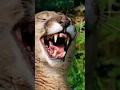 Download Lagu suara puma #short