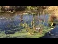 Beautiful Scenery of the United States Botanic Garden in Washington D C