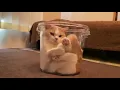 A cat in a bucket #shorts