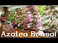 Cutting an Azalea Hard Back - Greenwood Bonsai