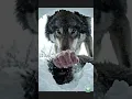 Download Lagu Buried Alive in the Snowstorm — Saved by a Wolf Pack!