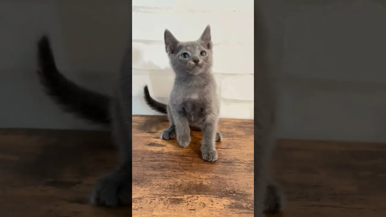 動画
