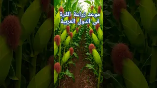 تعرف علي مواعيد زراعة الذرة فى الدول العربية 