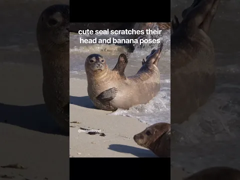Cute seal banana poses