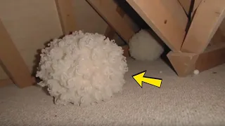 Man Thought It Was Just Insulation Then An Expert Discovers This 