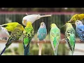 10 Hours of Budgie Best Friends - Mango and Chutney