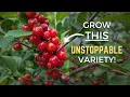 THOUSANDS of Cherries On a Bush A TOUGH Productive Variety You May Not Have Heard Of