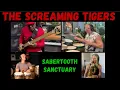 Download Lagu Sabertooth Sanctuary | The Screaming Tigers | Mark Scholl | Featuring Jay-Tee Teterissa