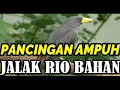 Download Lagu Pancingan Jalak Rio-Rio Bahan Dijamin Langsung Respon