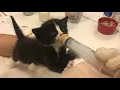 Kitties puppies get TLC at Houston SPCA neonatal nursery