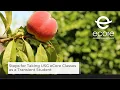 Steps for Taking eCore Classes as a Transient Student