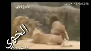 فزعة نمر على اسد دندنها