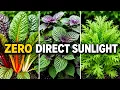 These Vegetables Thrive in Shade Most Gardeners Don t Know These