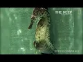 Watch a Seahorse Give Birth to 2,000 Babies | National Geographic