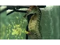 Download Lagu Watch a Seahorse Give Birth to 2,000 Babies | National Geographic