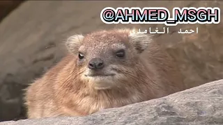 فرسكة الوبر وسوسة الوبر 