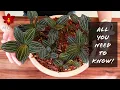 Download Lagu Do THIS with Jewel Orchids! | Basic Houseplant Care for Beginners